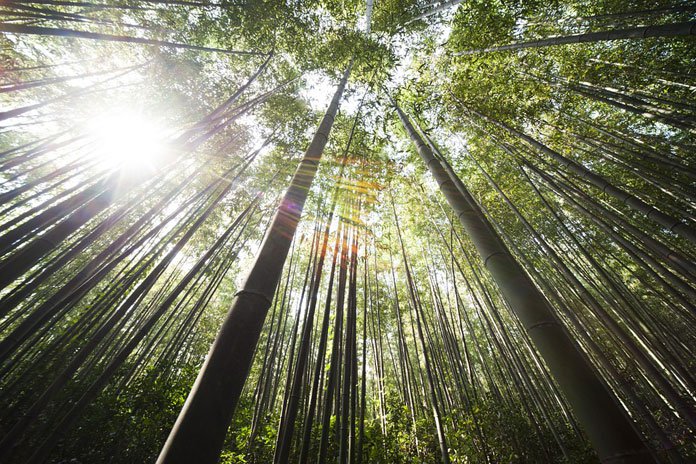 Biti poput bambusa – Moćne lekcije majstora s Istoka